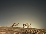 VIP Arabian Safari